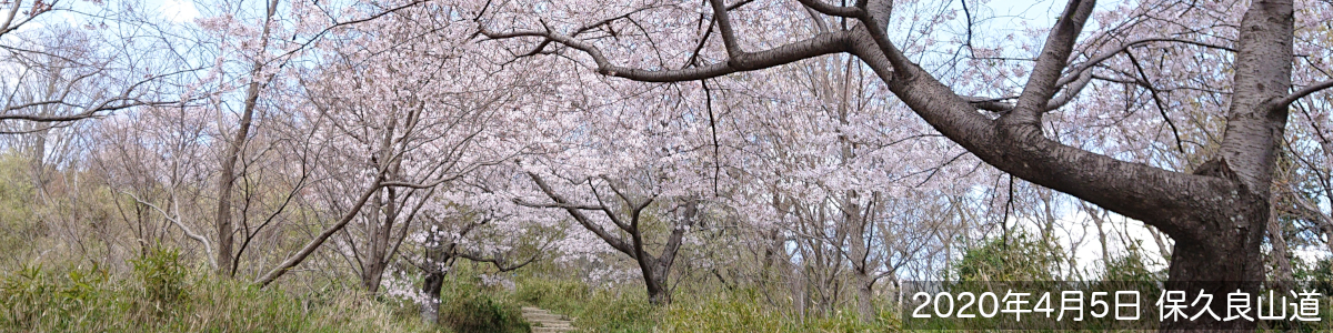 神戸、東灘、スポーツ、リウマチ、こどもの整形外科、赤松クリニックのウェブページの画像。2020年4月05日、保久良山道の桜
